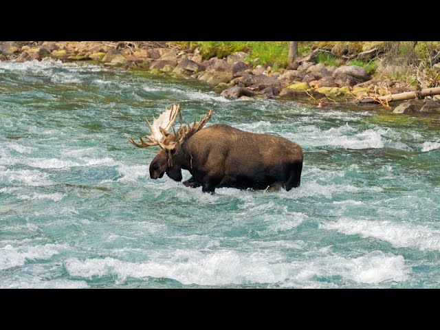 Largest Creature in the Park Carefully Crosses Maligne River