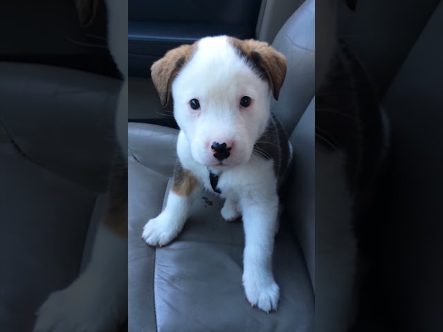 Funny Little Puppy Gets Angry at His Own Hiccups