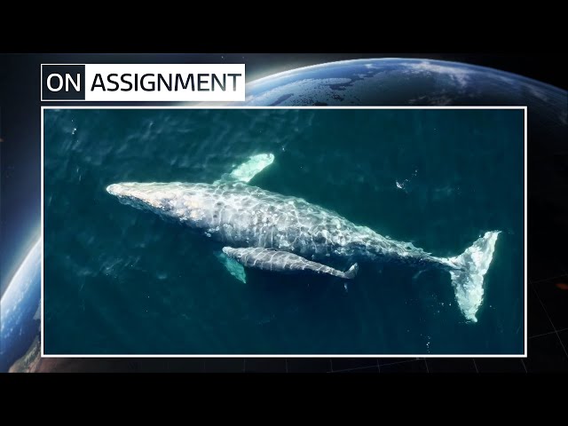 How are California’s Gray Whales conserved and protected? | ITV News