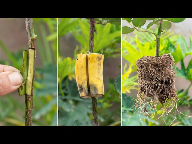 How To Extract Rose Branches From Banana Simple And Creative For Beginner