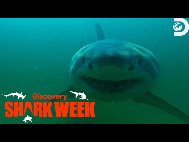 Fatal Great White Shark Attack at Cape Cod! | Shark Week | Discovery