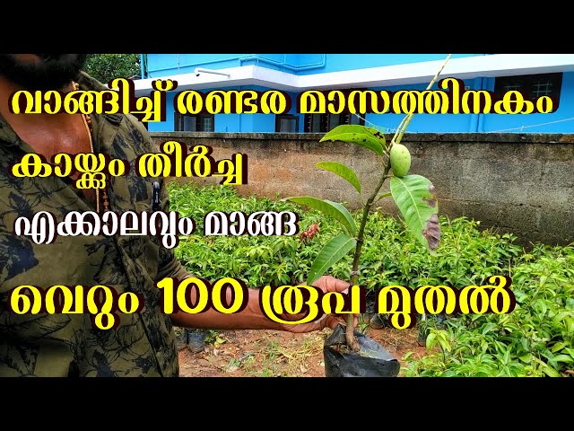 All Season Mango Tree Malayalam തായ് ലാൻഡ് മാവ്. എക്കാലവും മാങ്ങ. Peppan Agricultural Farm