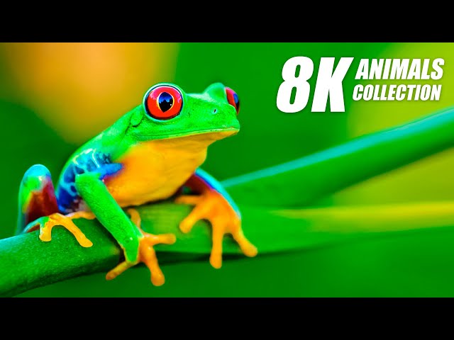Beautiful Animals Collection in 8K VIDEO ULTRA HD 60FPS