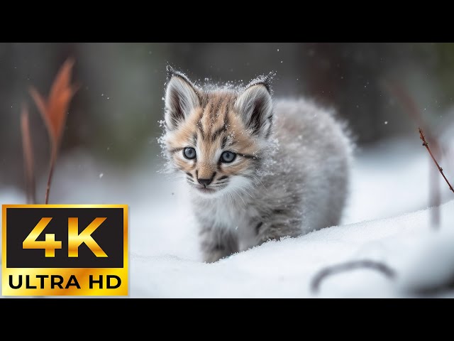Baby Animals 4K - Collection Lovely Moments Of Baby Animals On Earth With Relaxing Music