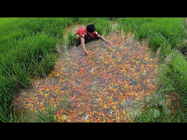 Super Amazing! Found A Lot Betta Fish, Goldfish & KOi Fishes in Rice Field Farm