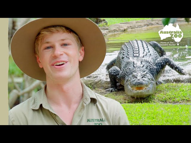 A croc move like no other | Australia Zoo Life