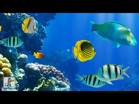🐠 Coral Reef Aquarium Videos