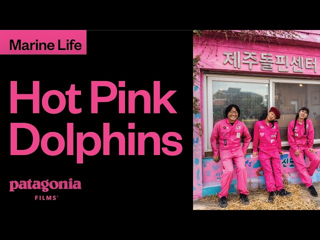 Hot Pink Dolphins | Patagonia Films