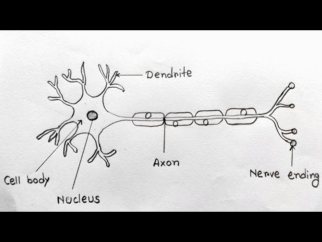 Neuron drawing easy trick | Neuron drawing for science project | How to draw neuron cell easy idea