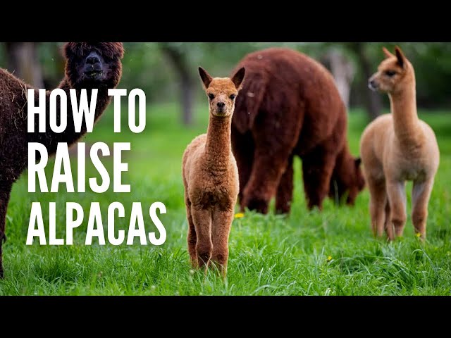 Raising Alpacas: A Short Guide on How You Can Take Care of Them