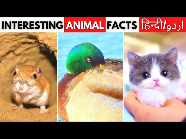 Top 5 Shocking & Crazy Animal Facts 😨🙀 #2 - Amazing Facts, Interesting Facts - #shorts #facts