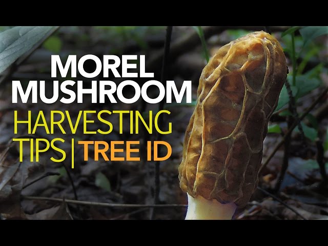 Morel Mushroom Harvesting Tips — Tree Identification