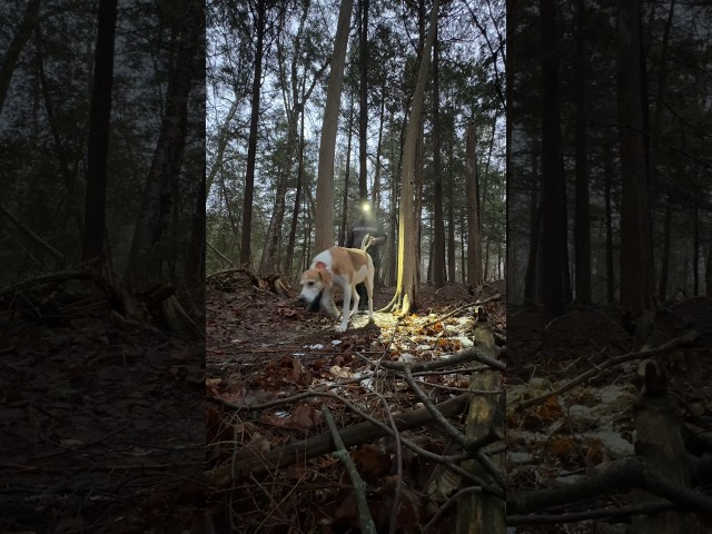 Walk in the woods #flashlight #headlamp #dog
