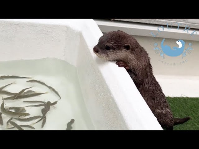 Otter's Reaction to Seeing Live Fish for the First Time