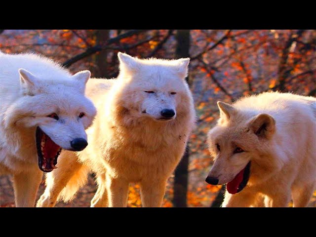 Animal Memes That Make The Wolves Laugh