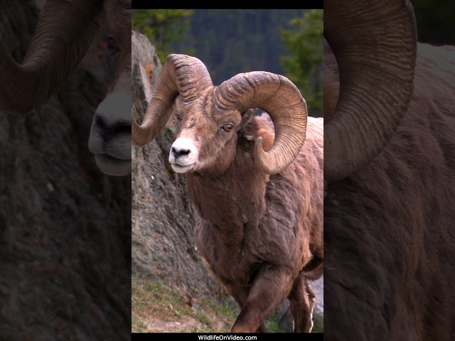 Awesome Bighorn Bosses Ready to Shed their Winter Fur