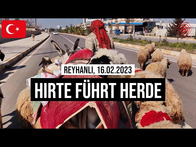 16.02.2023 #Reyhanlı Hirte führt Herde über Straße