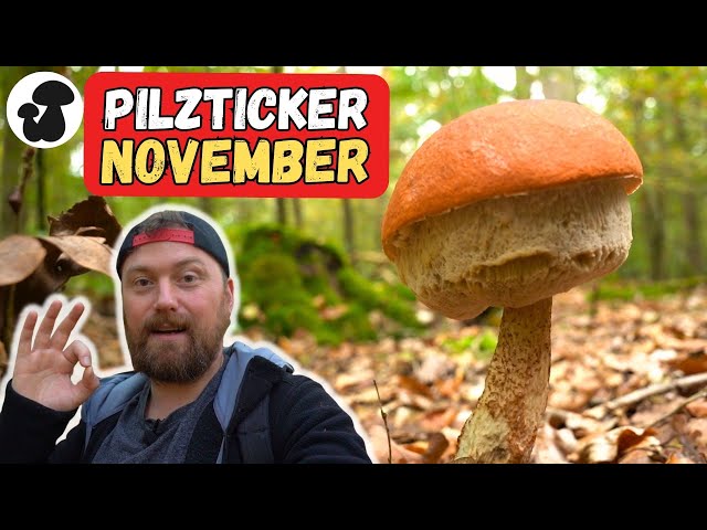 Pilzticker Anfang November:  Welche Pilze wachsen gerade wo?!
