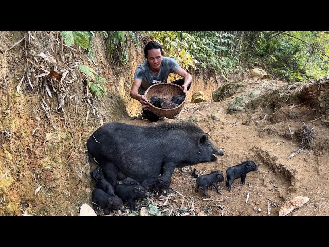 Zon finds a black sow giving birth, Vàng Hoa