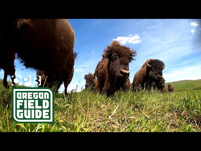 Bison Ranching in Oregon's Wallowa Mountains | Oregon Field Guide