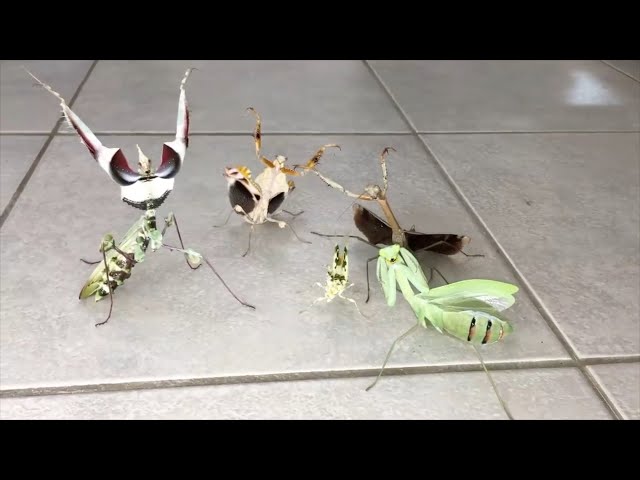 Praying Mantis Party Squad