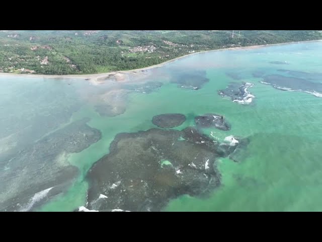 Brazil braces for worst coral bleaching ever | REUTERS