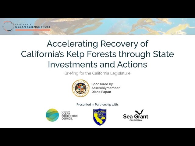 Expert Briefing: Accelerating Kelp Forest Recovery in California