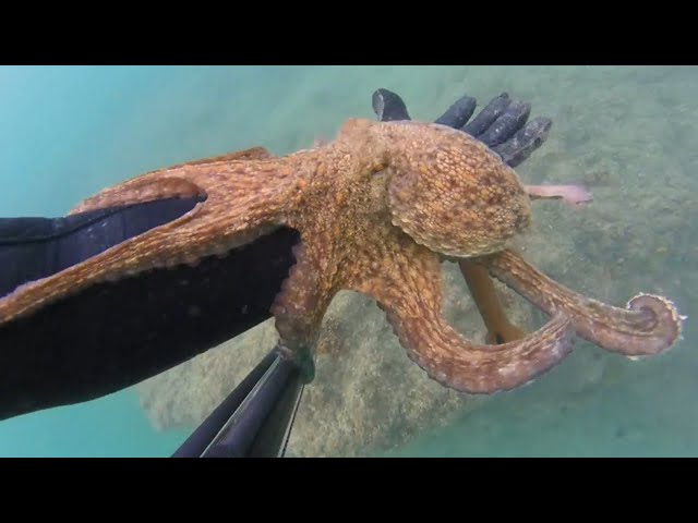 Amazing Skill Hunting Octopus Underwater - Easiest Way To Catch Countless Octopuses In The Sea