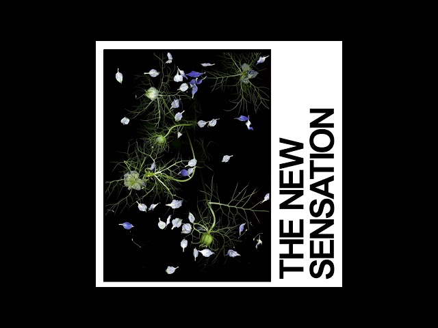 IDLES - THE NEW SENSATION (Official Audio)