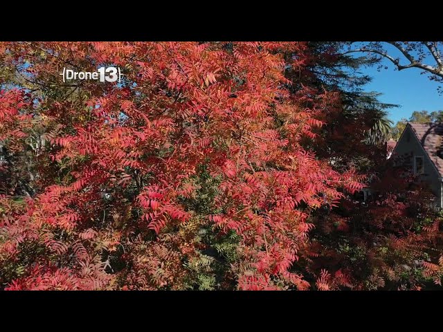 Drone 13: Fall Leaves in Sacramento