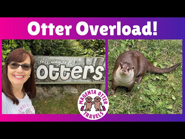Cute Otters!  American visits Otter Sanctuary in Devon