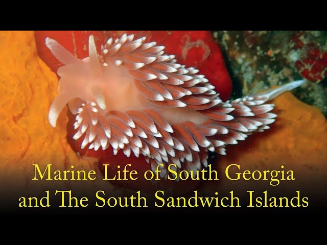 Marine Life of South Georgia and The South Sandwich Islands