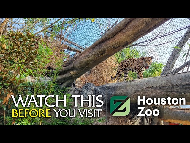 Watch This Before You Visit the Houston Zoo