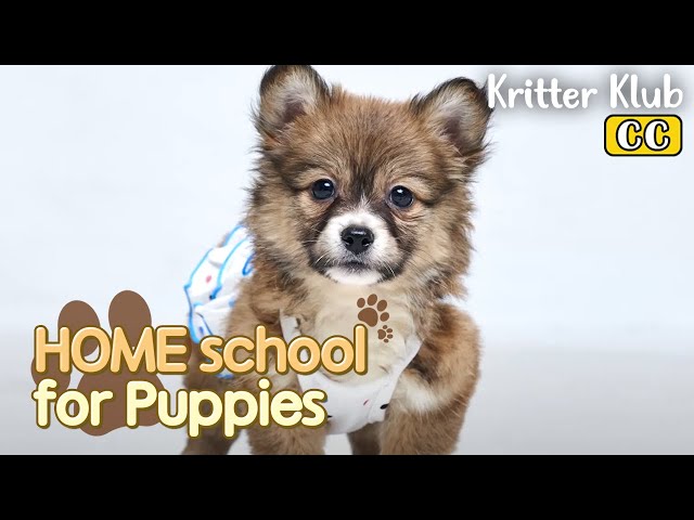 HOME school For Puppies l EP07. Adoption Day