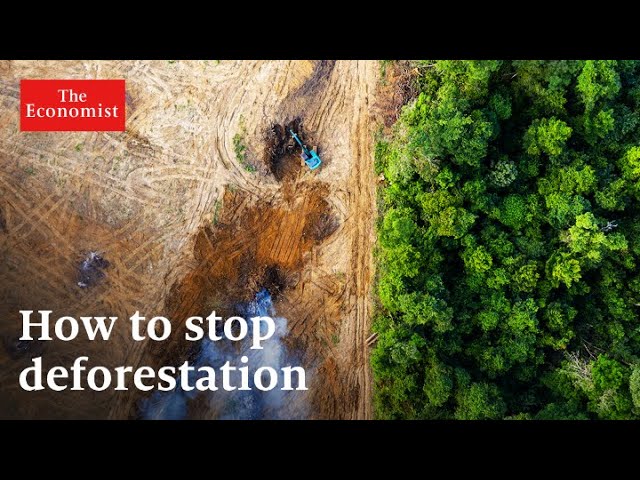 Climate change: can money stop deforestation?