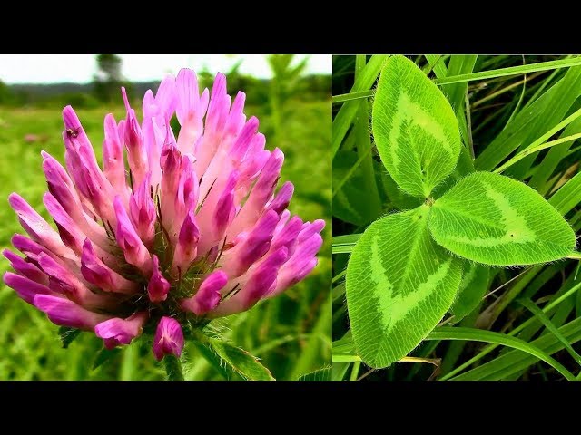 Wild Food Foraging- Red Clover- Plant Protein!