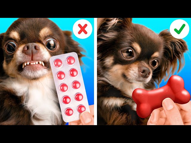 AWW! Cute Hacks For Pet Owners! DIY Ideas, Cool Tricks To Improve Your Everyday Life