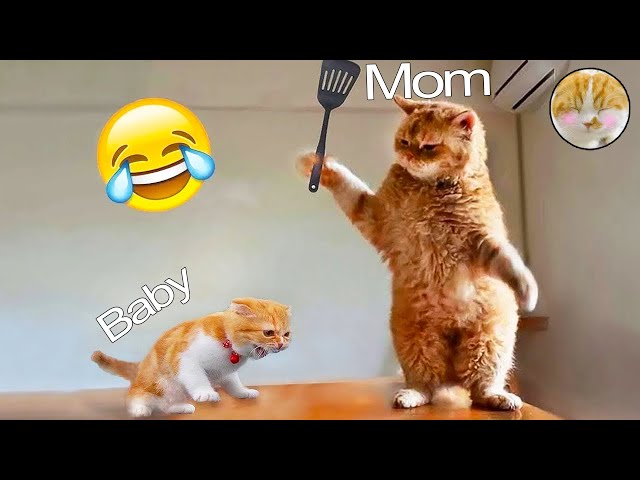 FUNNIEST VIDEO CATS & DOGS 2024🐶🐱 | BEST VIDEO ANIMALS EP 3😍😂