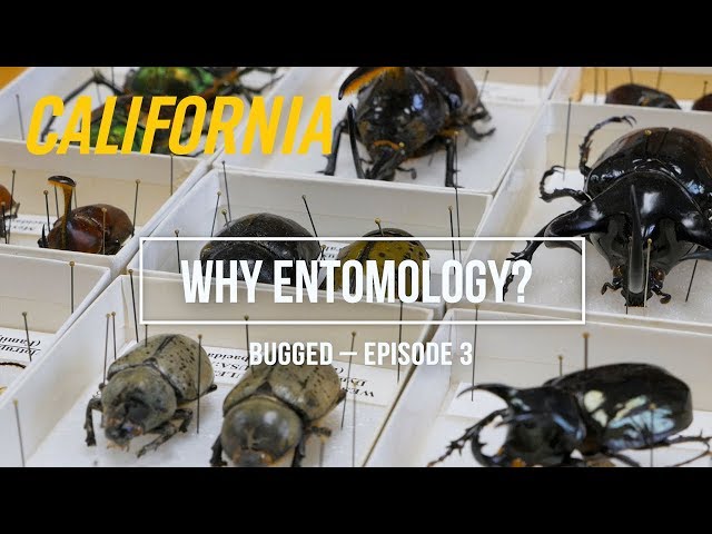 Why Entomology? – Bugged, Episode 3