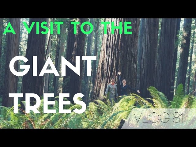 Redwoods National Park Adventure - Visiting some of the largest trees on earth! | MOTM VLOG 81