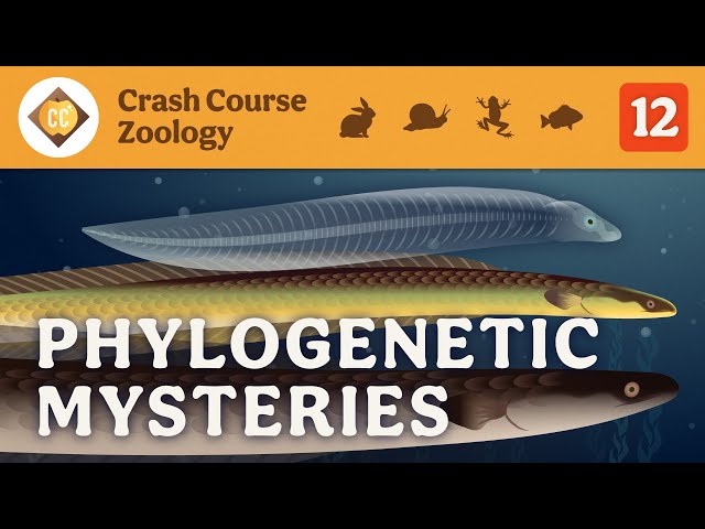 Phylogenetic Mysteries: Crash Course Zoology #12