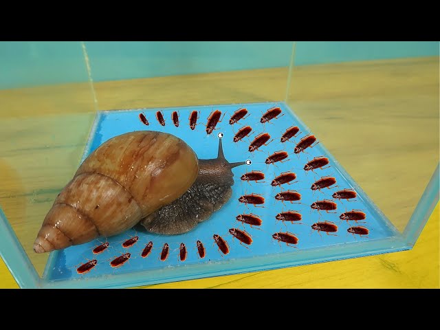 What if a hungry Snail sees 100 cockroaches at once?