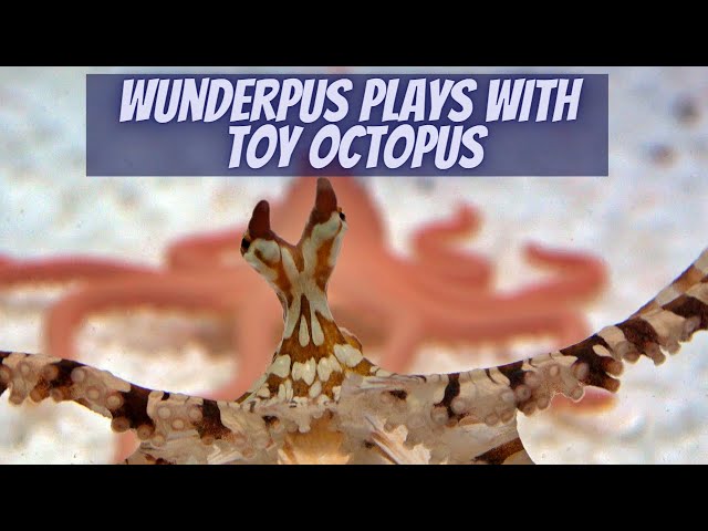 Wunderpus Octopus Explores Toy Octopus