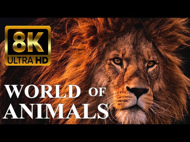 WORLD OF ANIMALS 8K Ultra HD – Animals Around The Planet with REAL Nature Sounds