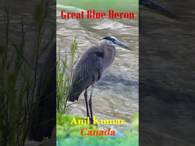 The Great Blue Heron Humber River