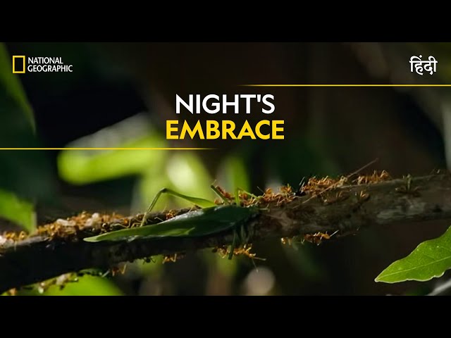 Night's Embrace | Dead by Dawn | Full Episode | S01-05 | National Geographic