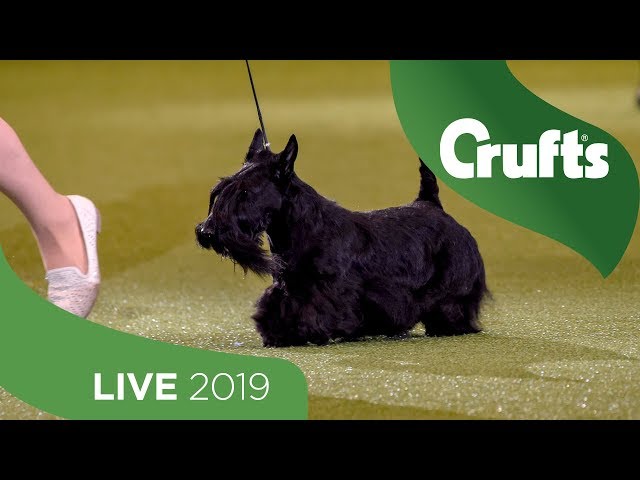 Crufts 2019 Day 3 - Part 3 LIVE