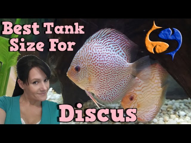Whats The Best Tank Size For Discus? Talkin Discus Presented by KGTropicals