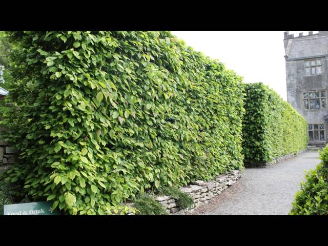 A focus on Hornbeam hedging: All you need to know about Carpinus betulus