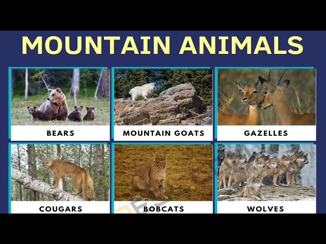 English Vocabulary: Mountain Animals (Animals that Live in the Mountain)